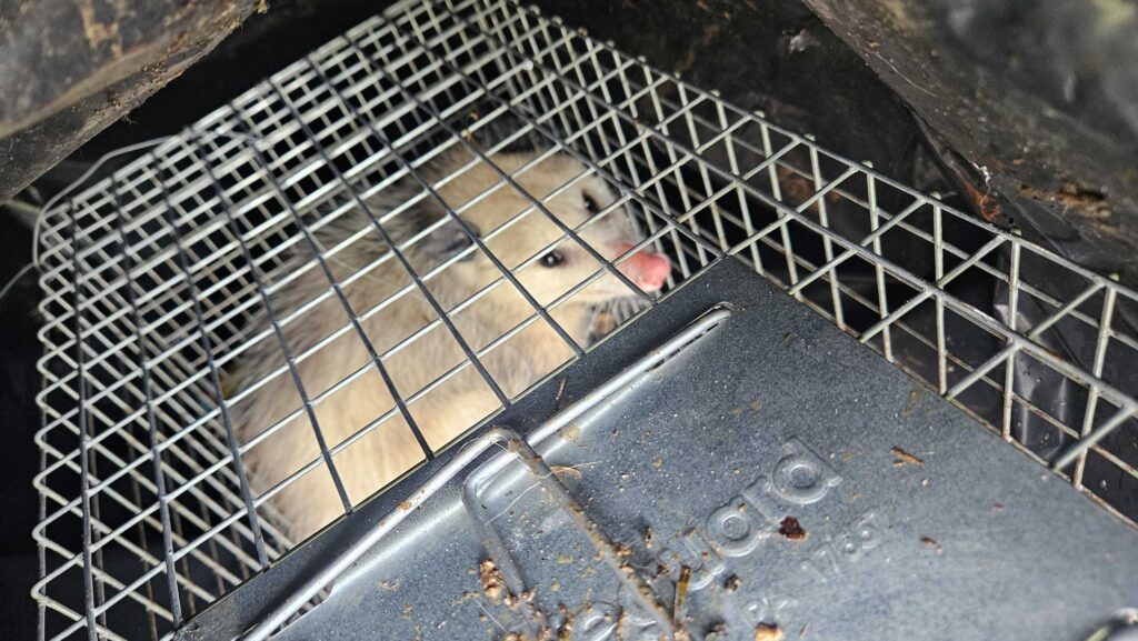 American Wildlife Control