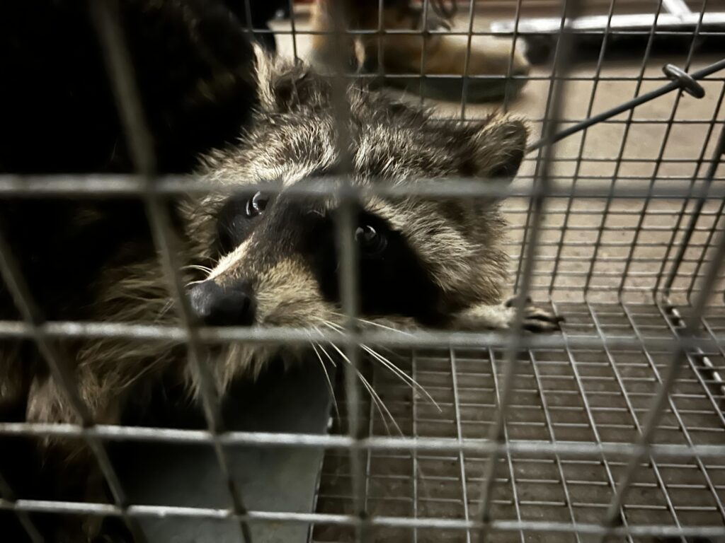 American Wildlife Control