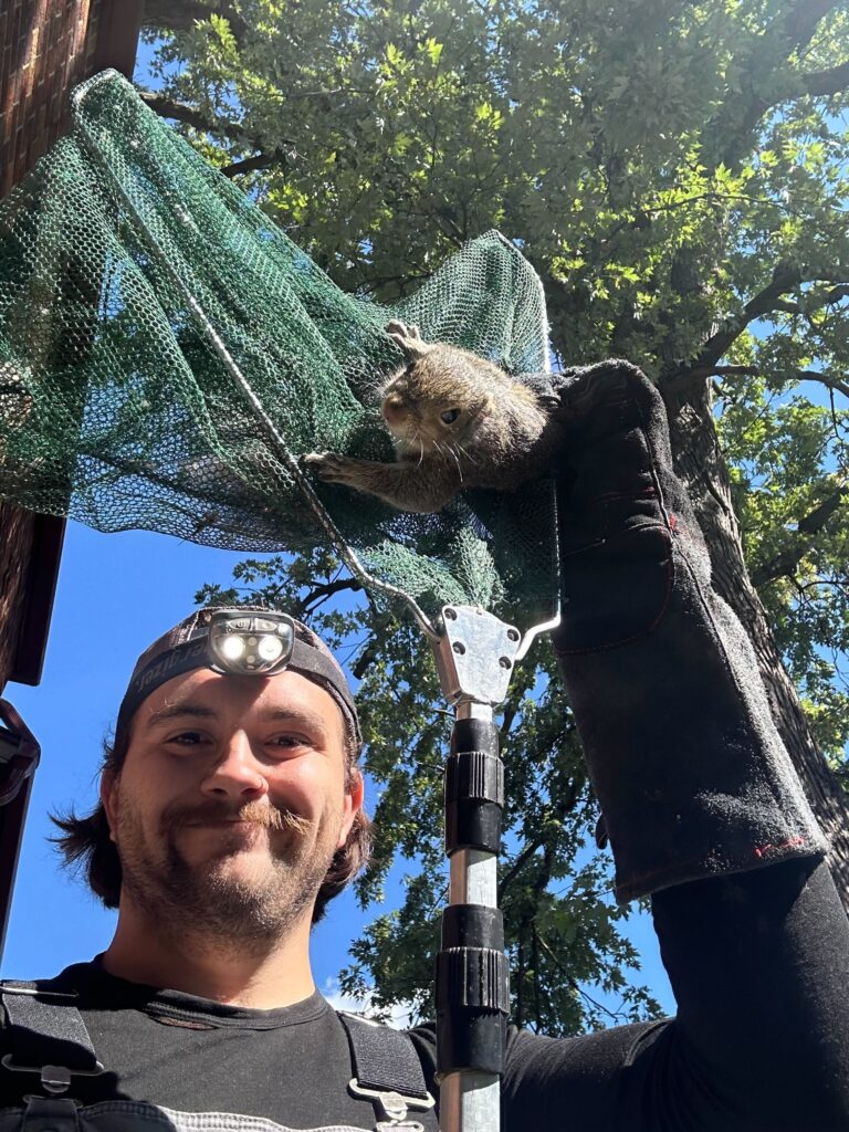 American Wildlife Control