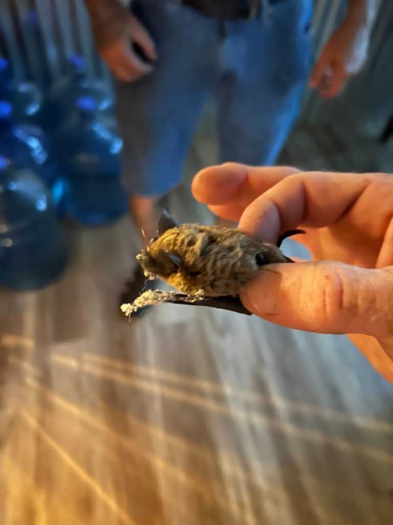 American Wildlife Control