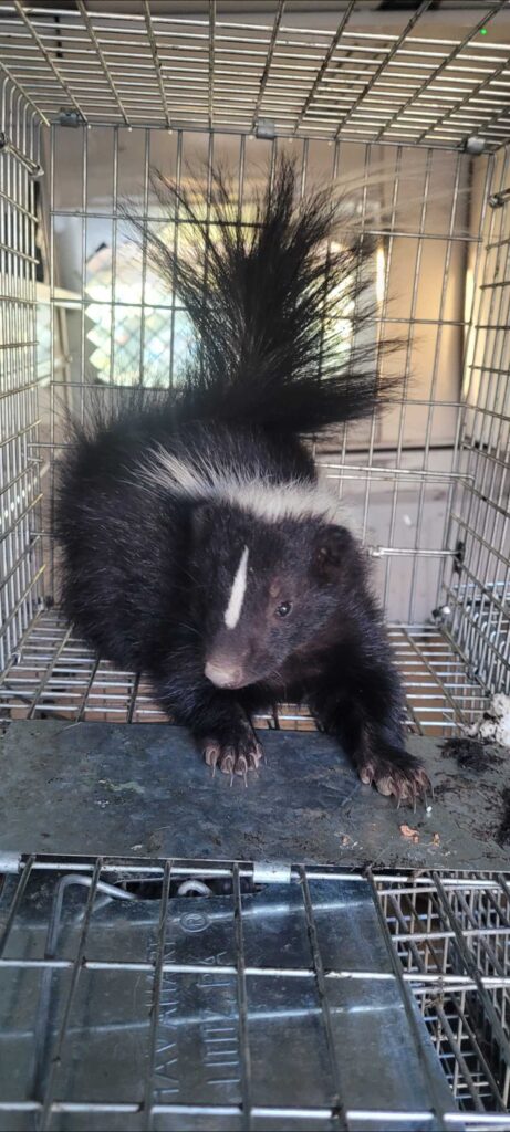 American Wildlife Control